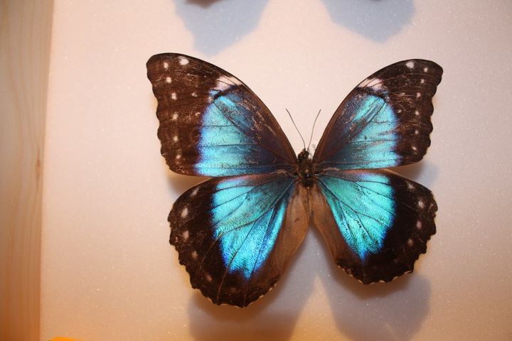 Morpho peleides (maybe) aberrant (Internet Image property of respective owner, non-commercial use only)